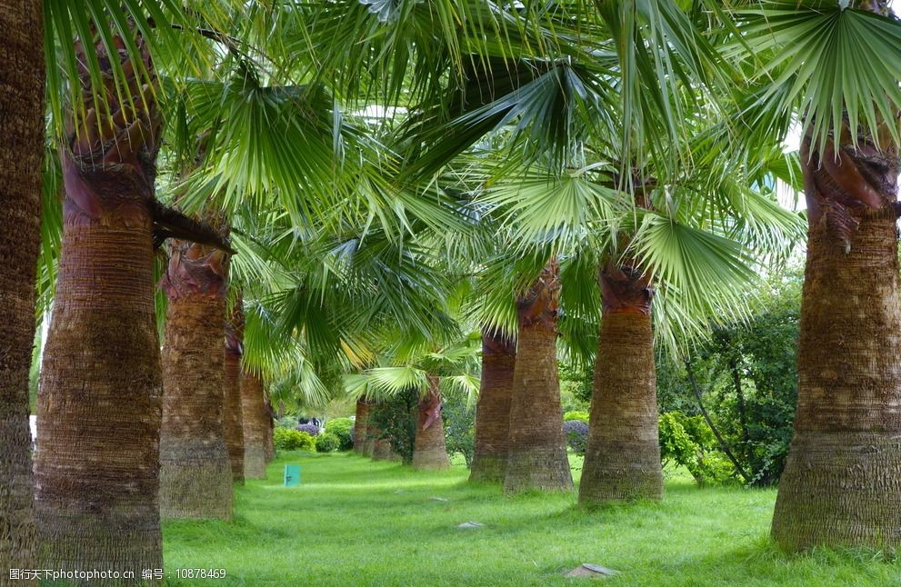 泳池边的棕榈树图片