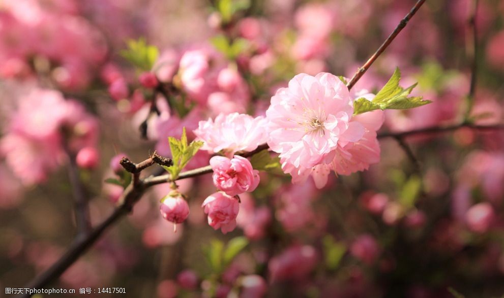 桃花開圖片