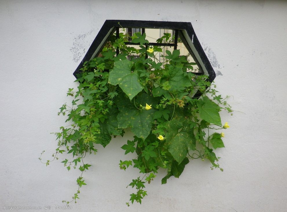 一枝黄花出墙来图片