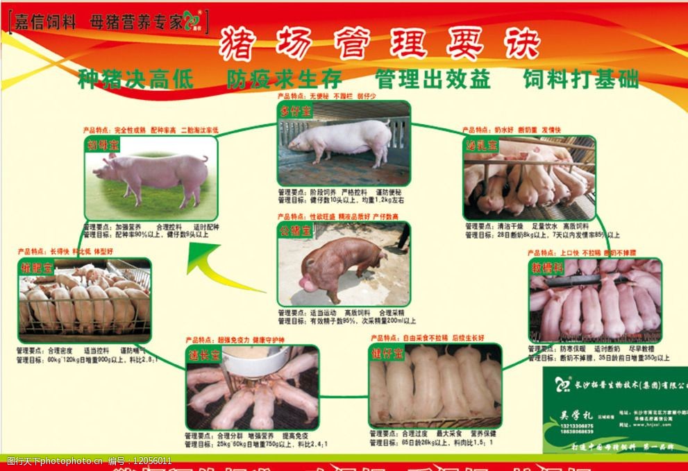 养猪饲料宣传图片