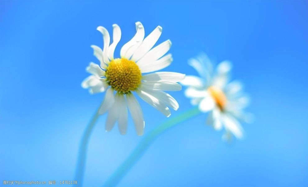 小雏菊蓝色背景图片