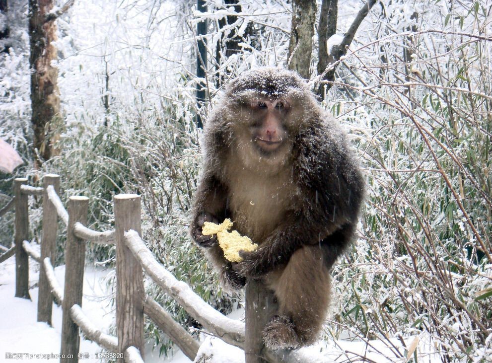 关键词:雪山 银树 白雪 金顶 峨眉山 猴子 摄影 生物世界 野生动物 72