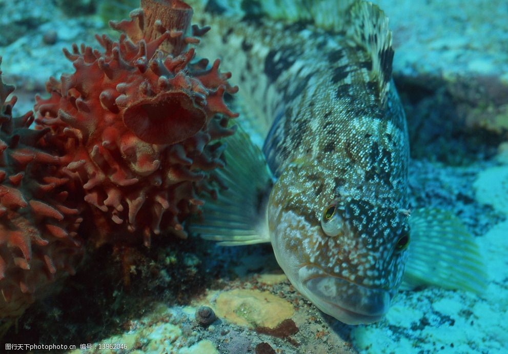 關鍵詞:波紋唇魚 珊瑚蟲 珊瑚 海洋世界 海底 海底生物 海洋 35 海洋