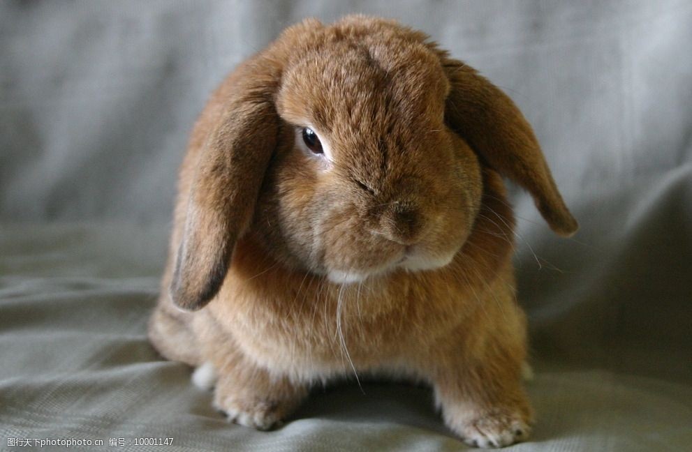 荷兰小兔子图片