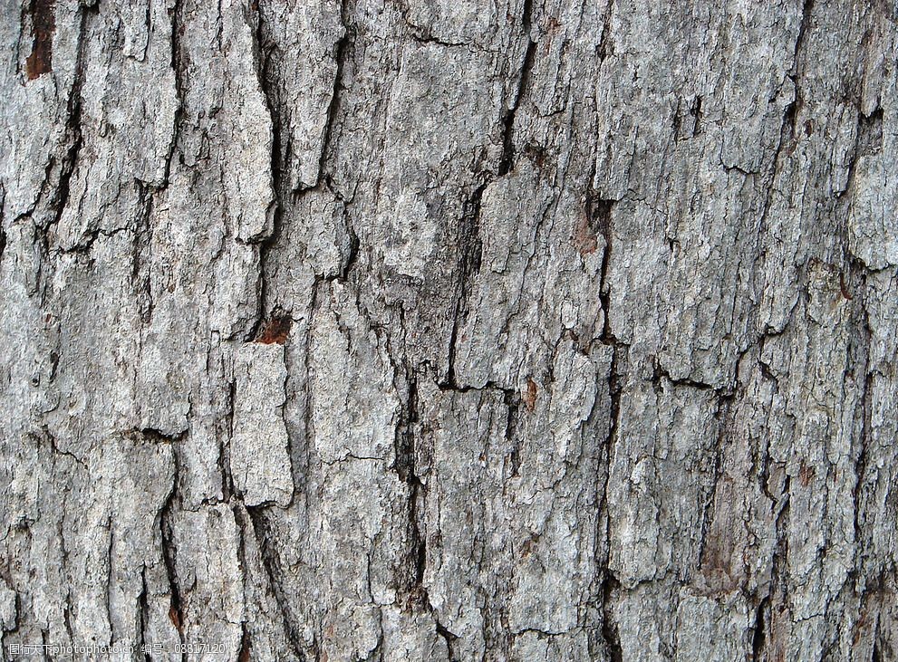 树皮木纹纹理背景图片
