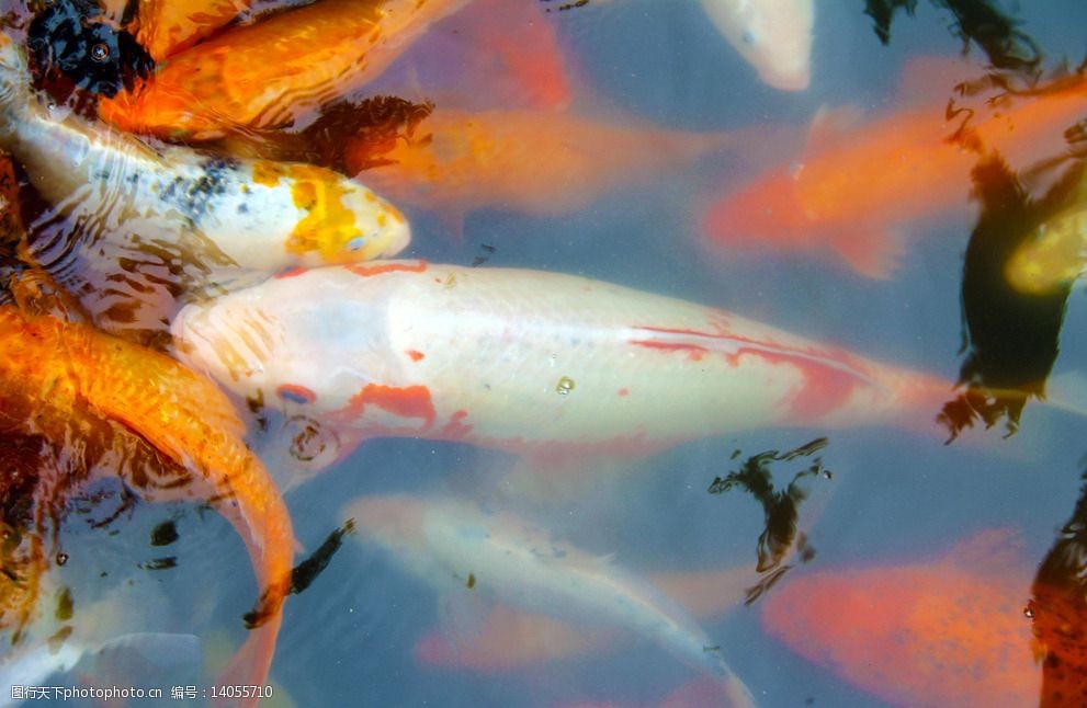 泉州東湖錦鯉鯉魚觀賞魚圖片