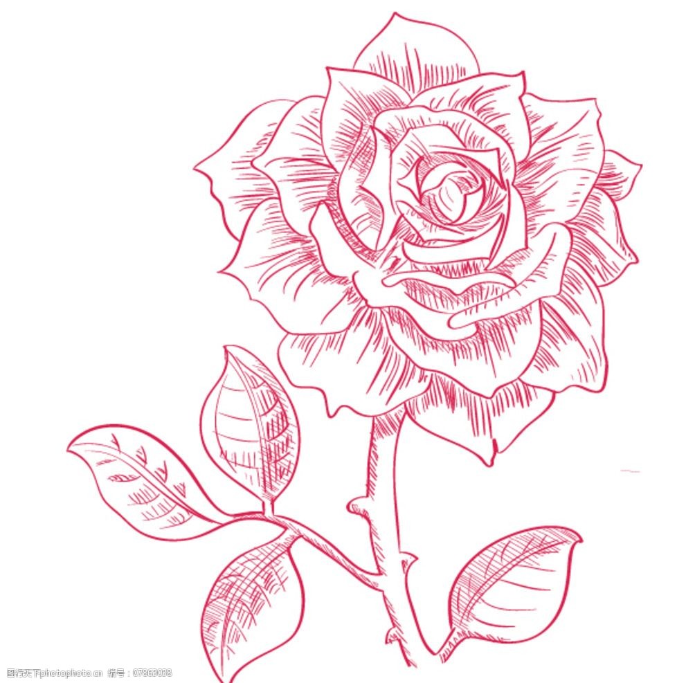 矢量手绘玫瑰花图片