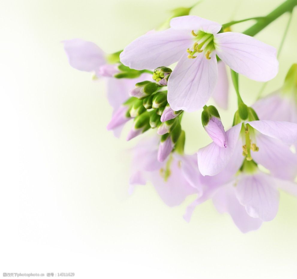 清新花草背景图片