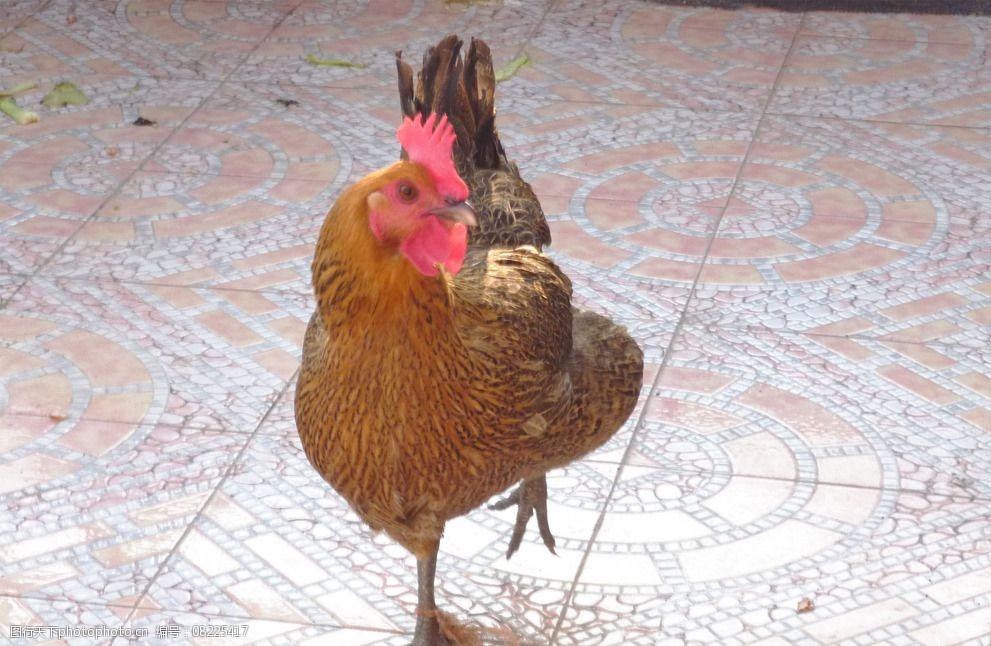 设计图库 生物世界 家禽家畜   上传: 2015-3-1 大小: 824.