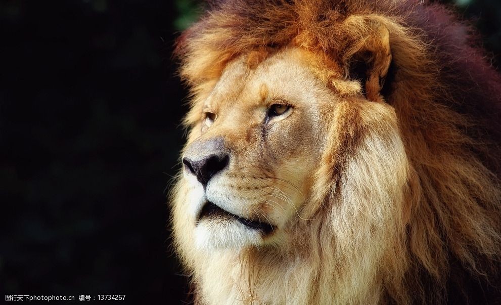 世界上最霸气狮子图片图片