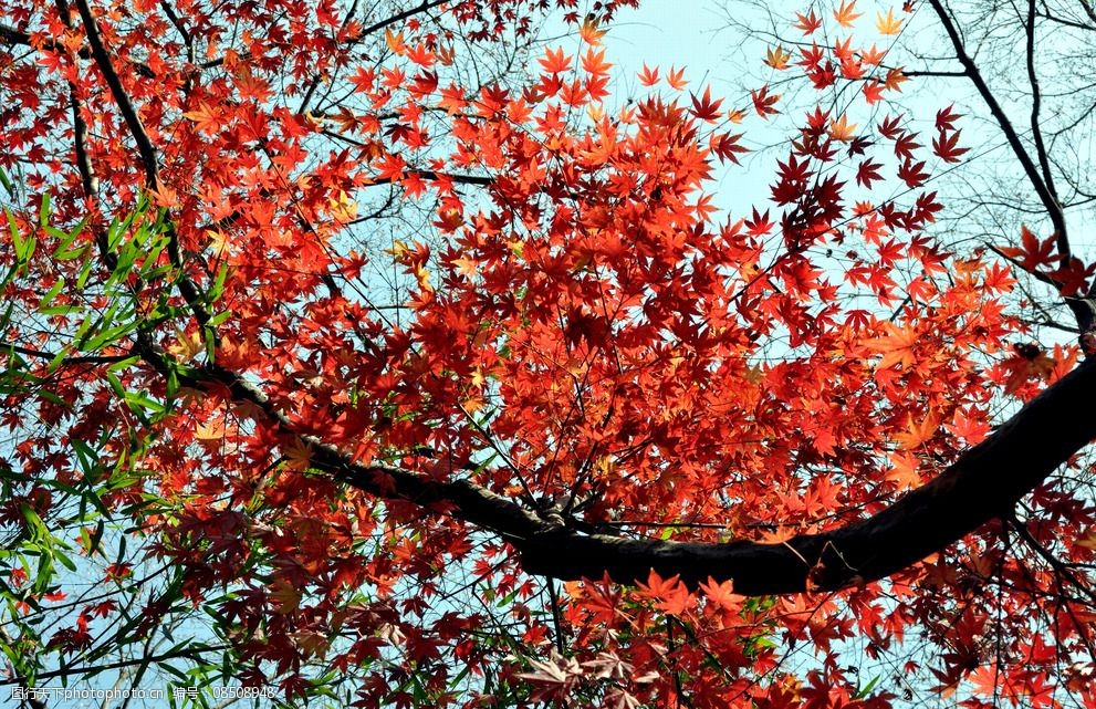 风景 树木 红叶 红树 深秋 秋天 金秋红叶 摄影 生物世界 树木树叶