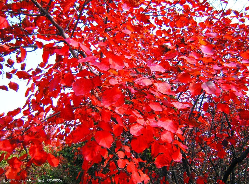 秋日紅葉圖片