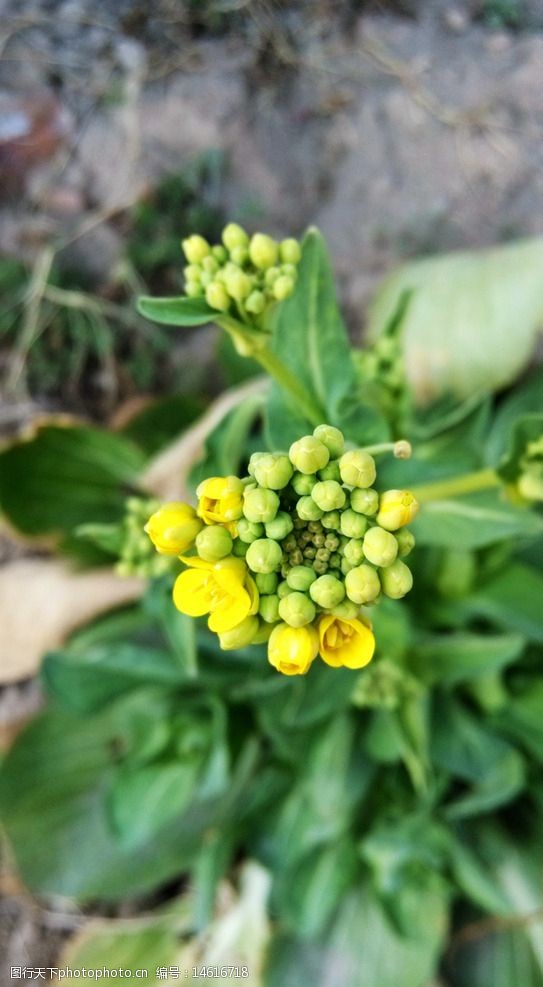 关键词:黄花 油菜花 小花 花蕾 花苞 叶子 绿叶 花草集 摄影 生物世界