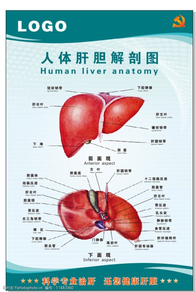 肝病展板设计图片