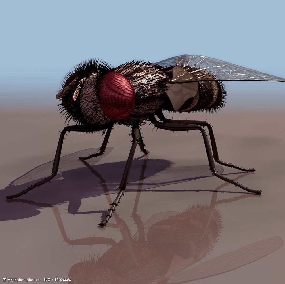 fly苍蝇3d模型图片图片-图行天下图库