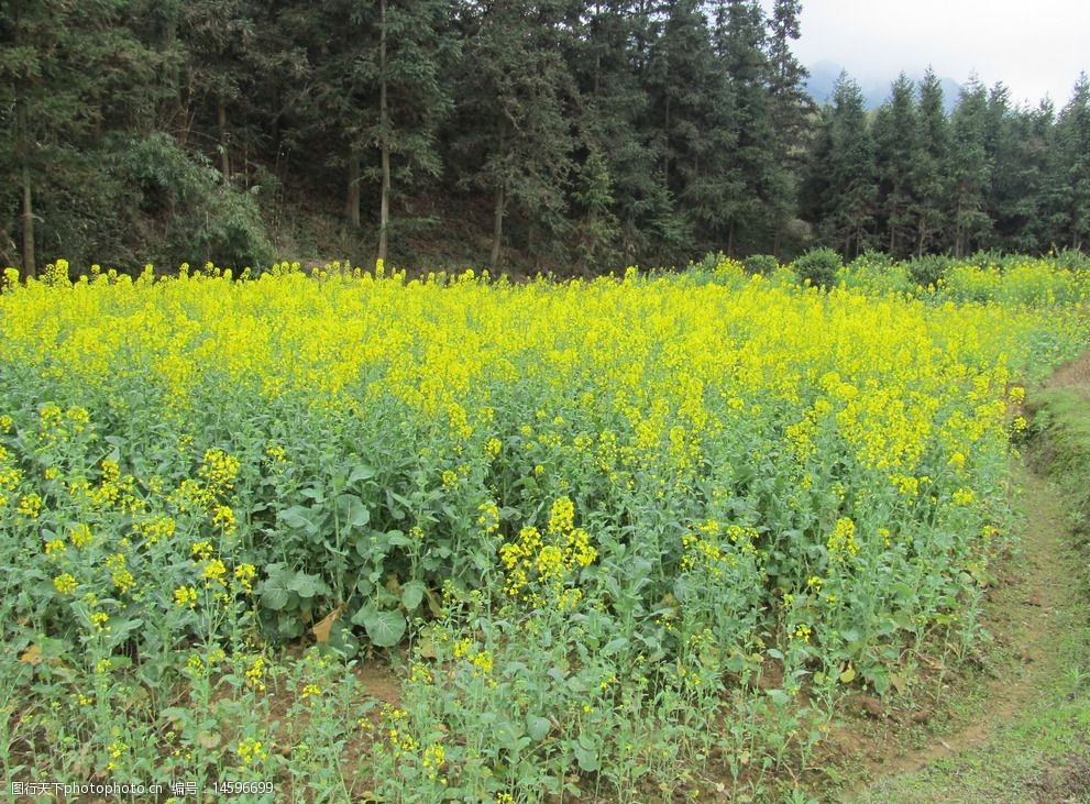 油菜花图片