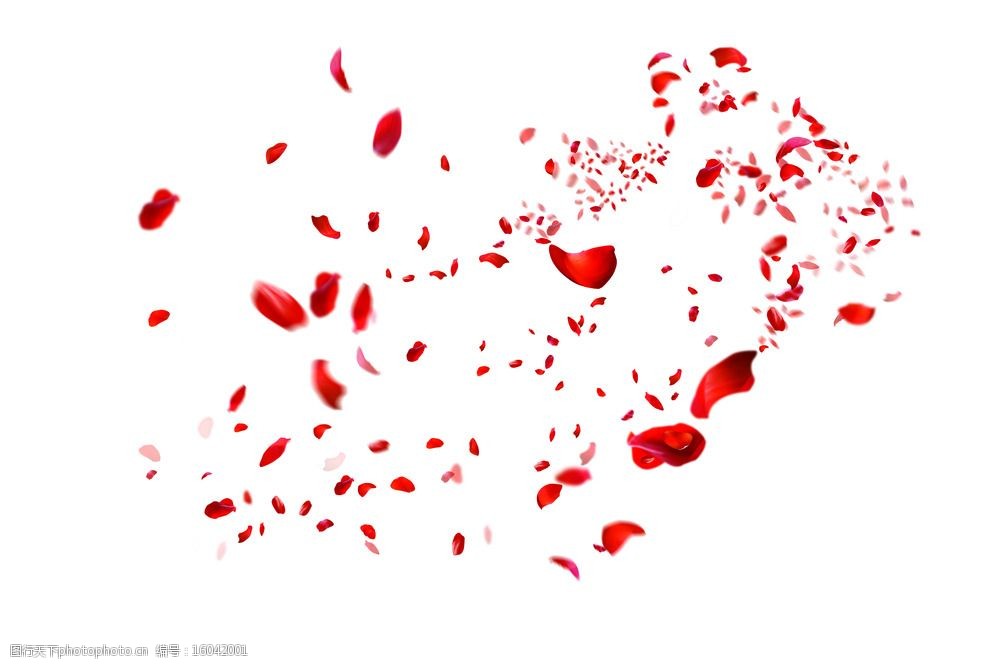 散落的玫瑰花瓣图片