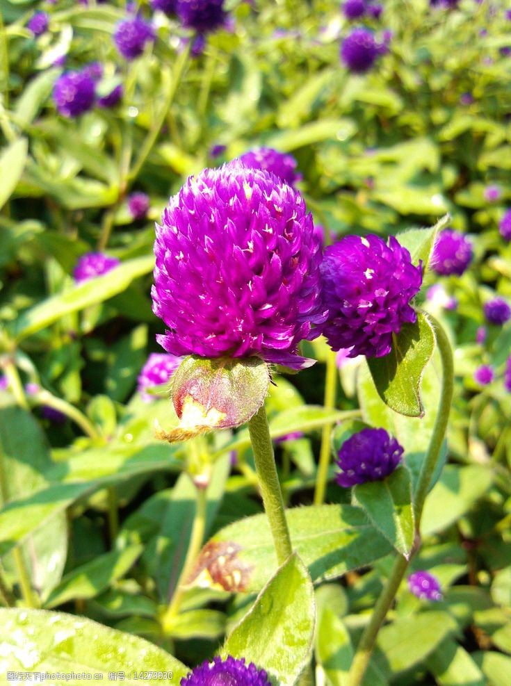 關鍵詞:紫羅蘭 紫色花 花 花草 鮮花 花叢 植物 植物花 花園 觀賞植物