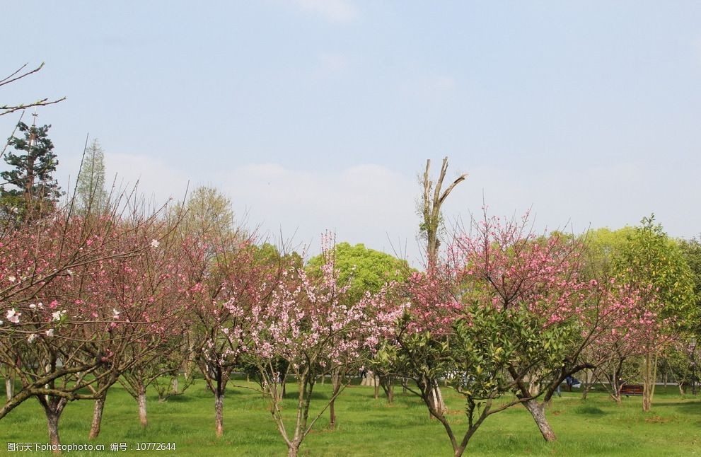 关键词 春游风景 风景 桃花 绿地 草皮 树木 春天风景 摄影 自然景观