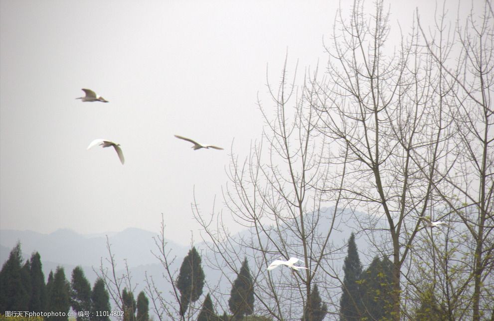 银鹭翩翩若飞鸿图片