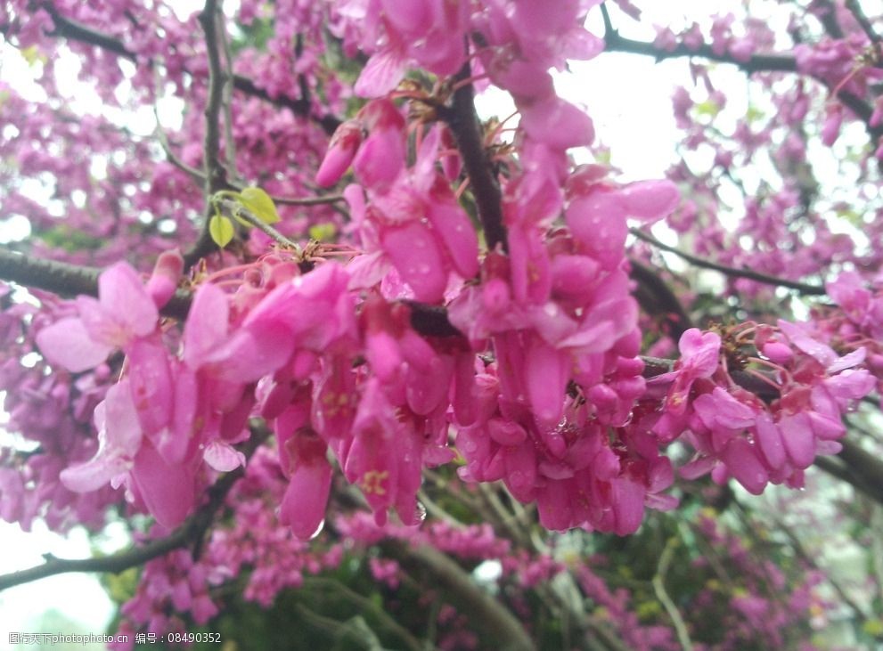 粉色鲜花树图片