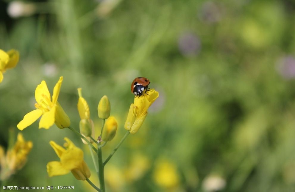油菜花上的瓢虫图片