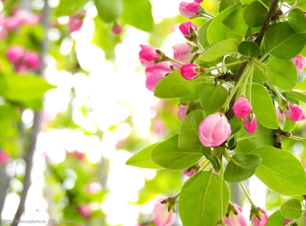 海棠无香清雅春芳春暖花开图片