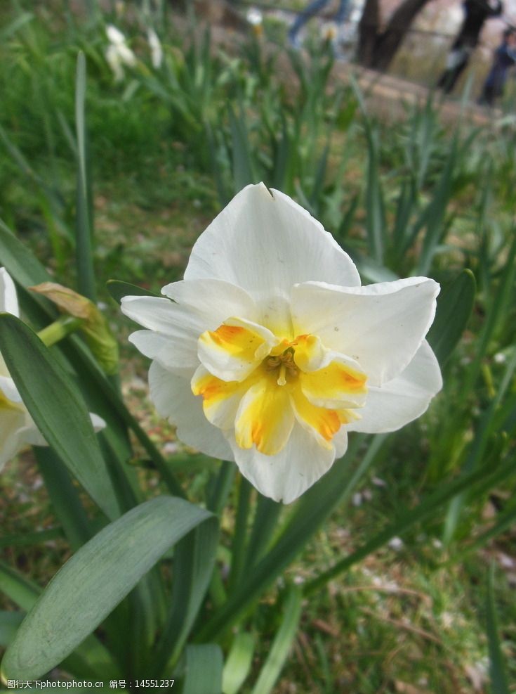 大花水仙图片