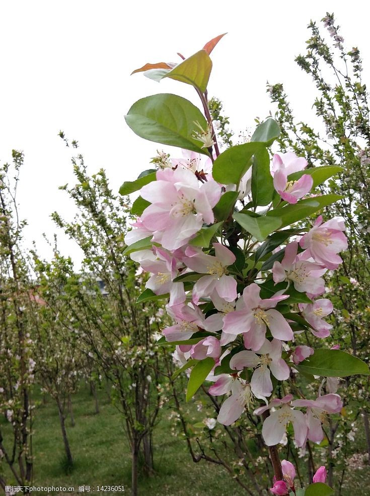 紫荆花图片图片 图行天下素材网