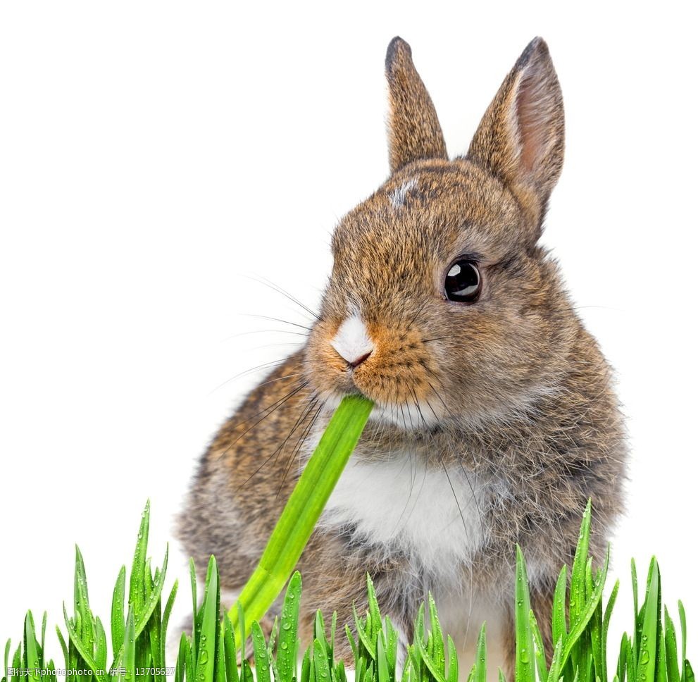 兔子吃草图片头像图片