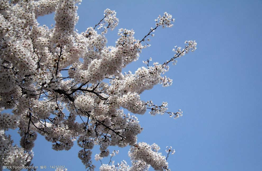 關鍵詞:櫻花攝影 櫻花 春天 櫻花路 櫻花樹 白色 花朵 開花 花瓣 浪漫