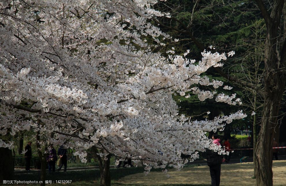 关键词:樱花摄影 樱花 春天 樱花路 樱花树 白色 花朵 开花 花瓣 浪漫