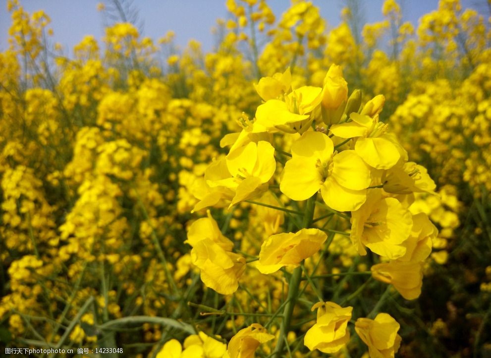 油菜花图片