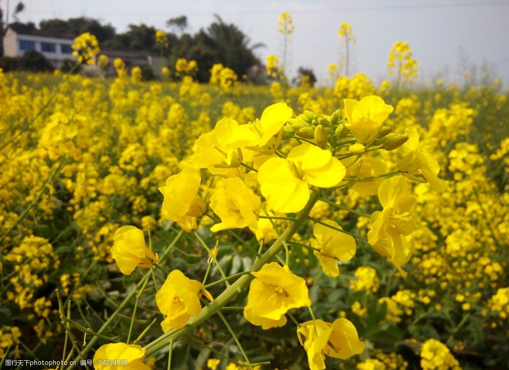 油菜花圖片