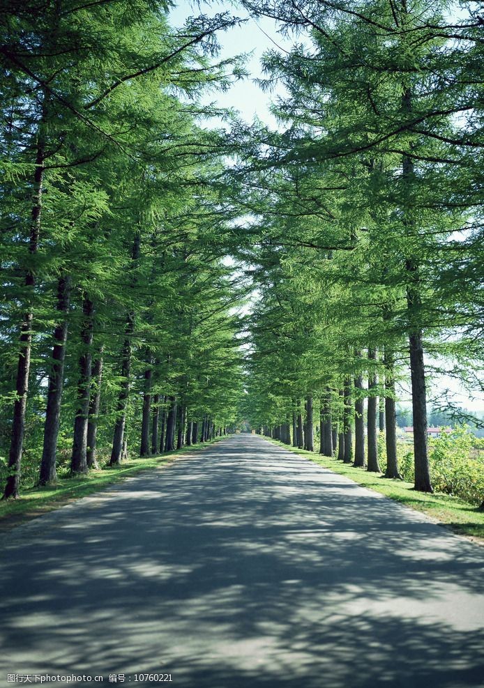 公路森林写照图片