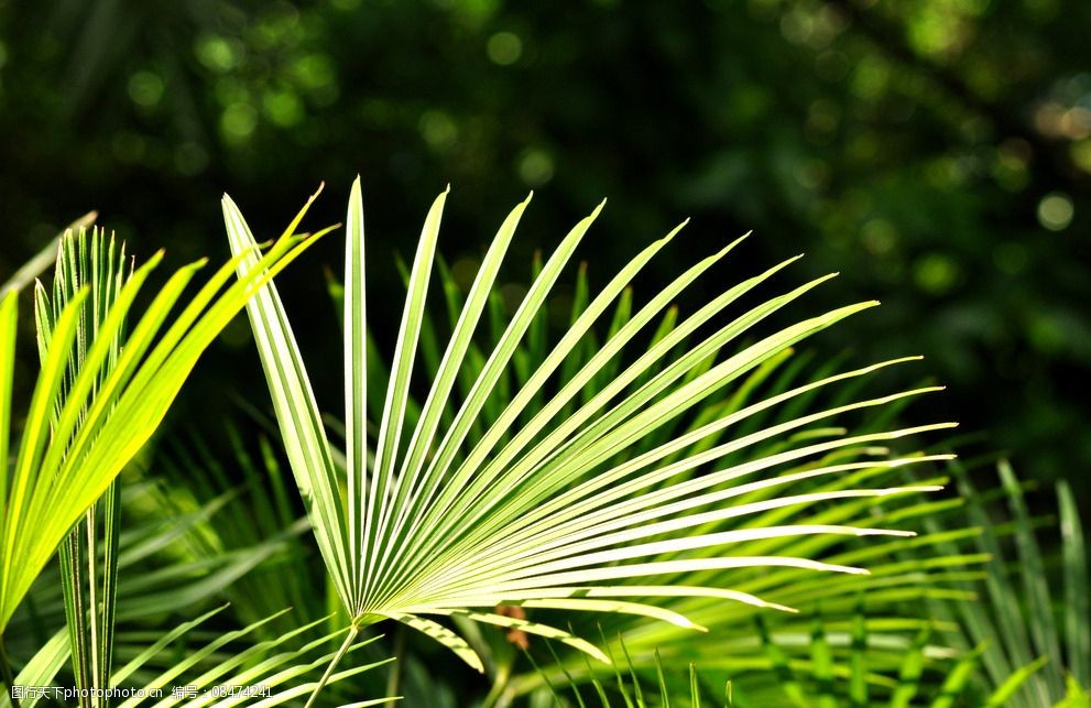 关键词:植物叶 植物叶子 叶 叶子 扇形植物叶 摄影类 摄影 生物世界