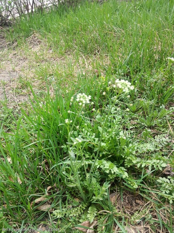 春天野草野菜荠菜开花图片