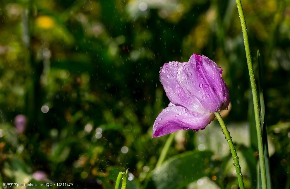 紫色郁金香图片