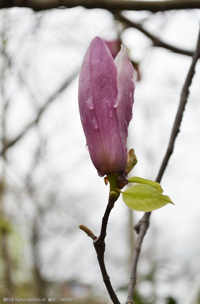雨后的白玉兰花图片