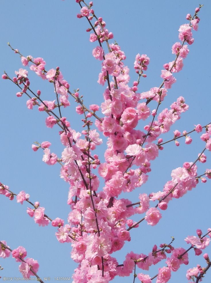 關鍵詞:碧桃花 榆葉梅 粉色花 花樹 花朵 藍天 植物 花草 生物世界