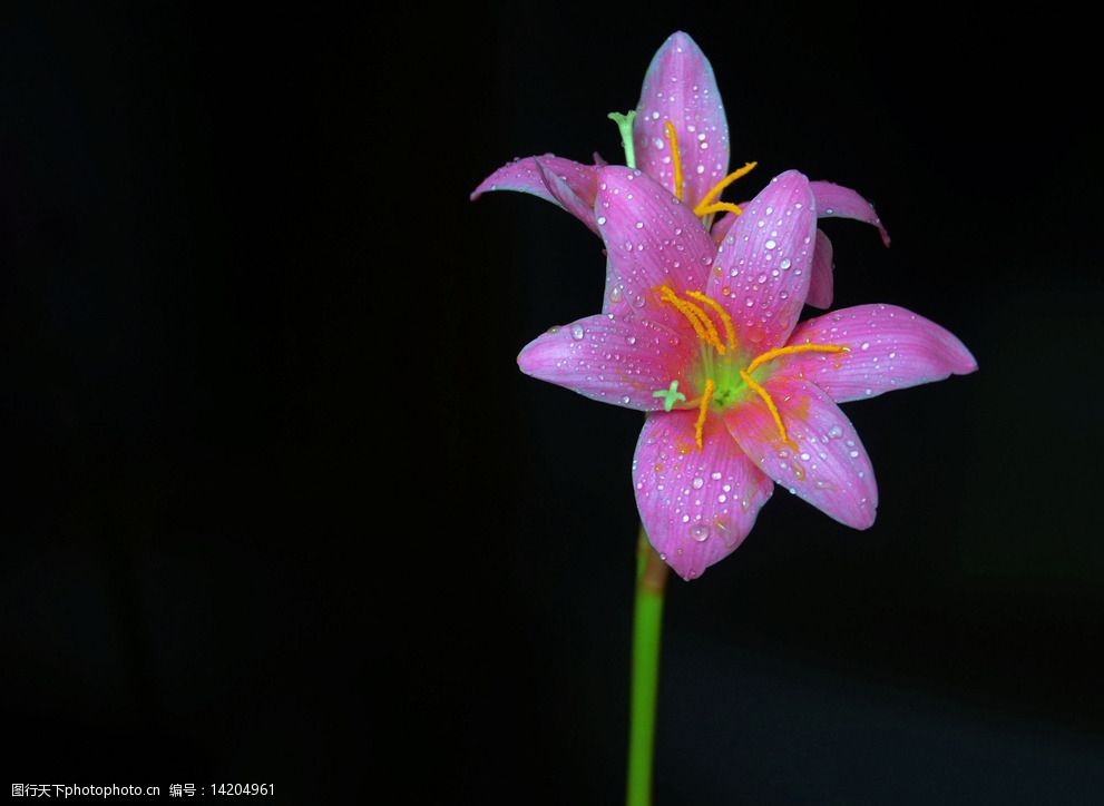 百合花圖片