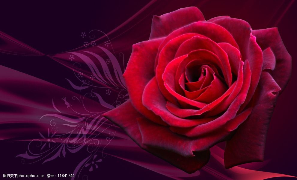 玫瑰素材 玫瑰花 大朵玫瑰 高清玫瑰 红玫瑰 设计 底纹边框 背景底纹