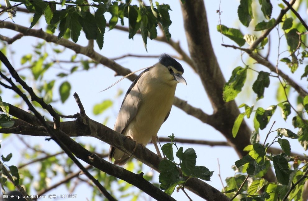 夜鹭灰洼子图片