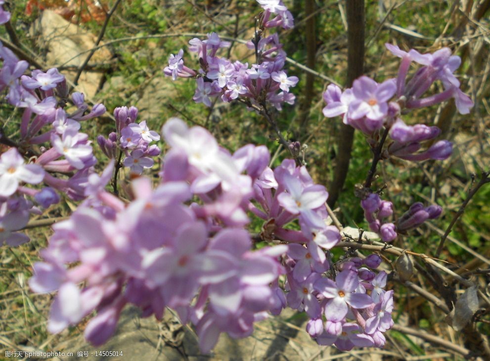 野外紫色的花图片