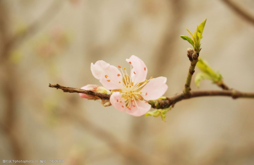 枝头桃花图片