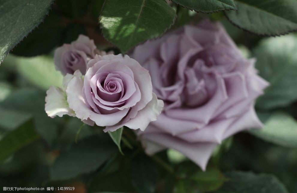 紫色玫瑰花图片