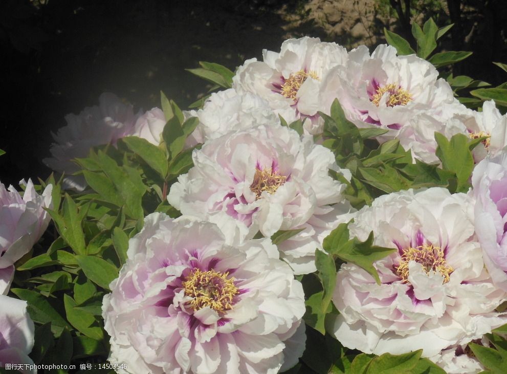 關鍵詞:牡丹花 牡丹 大花 粉色花 花朵 花蕊 葉子 牡丹園 春天 生物