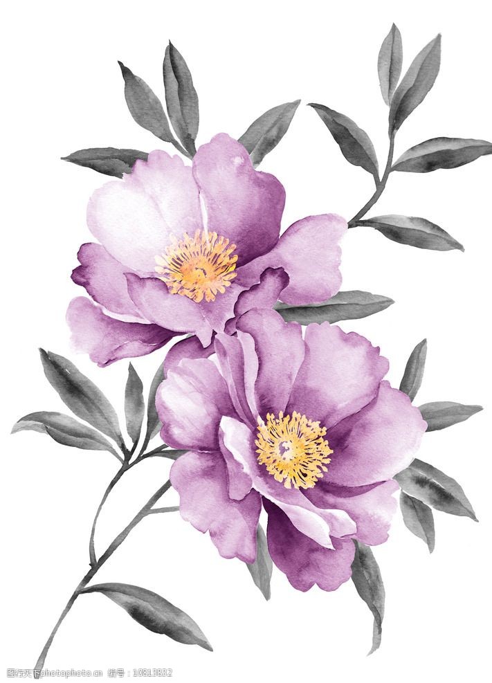 淡水彩花卉花朵高清图片