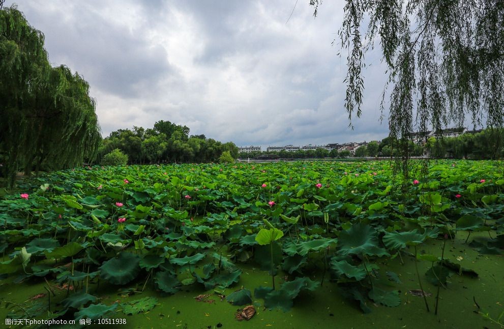 荷花池公園圖片