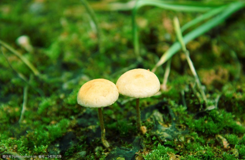 关键词:野蘑菇 野生蘑菇 山地蘑菇 唯美蘑菇 小蘑菇 摄影 生物世界